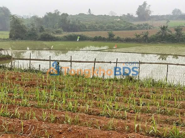 Đất Nền 1000m² Tân Lạc - Hoà Bình Giá Chỉ 599 Triệu