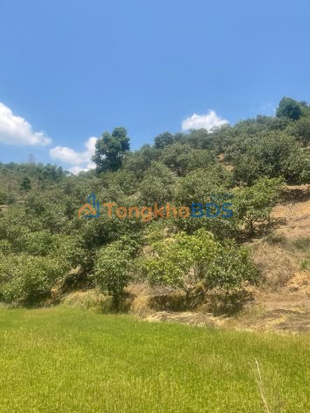 Đất Vườn Cát Tiên, Lâm Đồng 17.000m² - Sổ Sẵn, Giá Tốt 1.1 Tỷ