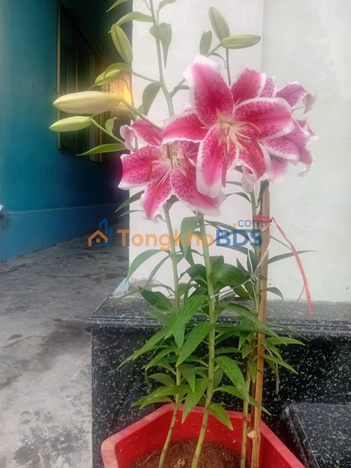 Đất thổ cư 110m² tại Quỳnh Phụ, Thái Bình - Sẵn sàng xây nhà, giá tốt