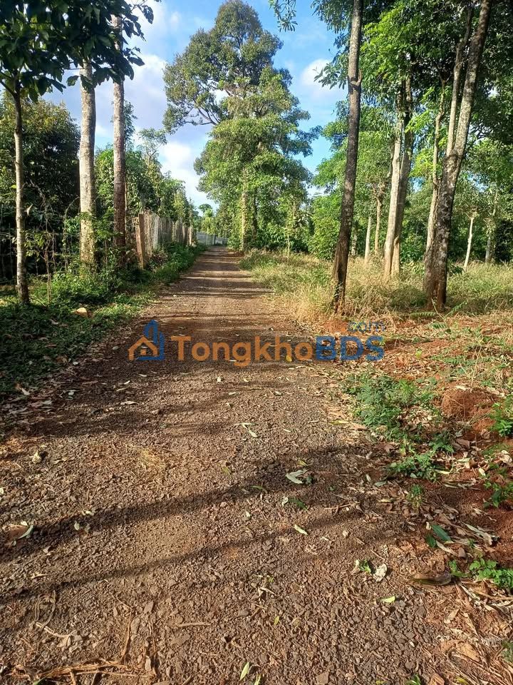 Bán Đất Vườn Đắk Lắk 16800m² - Sổ Đỏ Sẵn Sàng, Giá 2.5 Tỷ