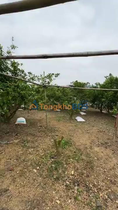 Đất Vườn Hiếm 3600m² Phường Chũ, Bắc Giang - Hơn 1 Tỷ, Sẵn Nhà Vườn