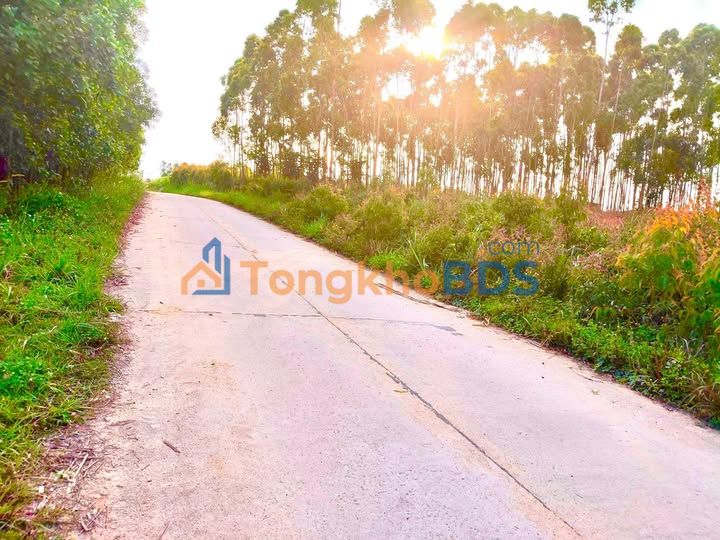 Đất Farm 1690m² Phường An Khê, Bình Định - Sổ Hồng Riêng, Giá Đầu Tư