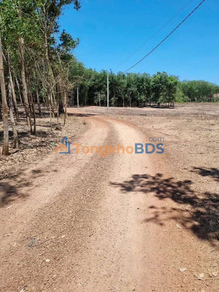 Bán Đất Vườn 10.378m² Phú Giáo - Sổ Hồng Riêng, Vườn Cao Su Thu Nhập 30 Triệu/Tháng