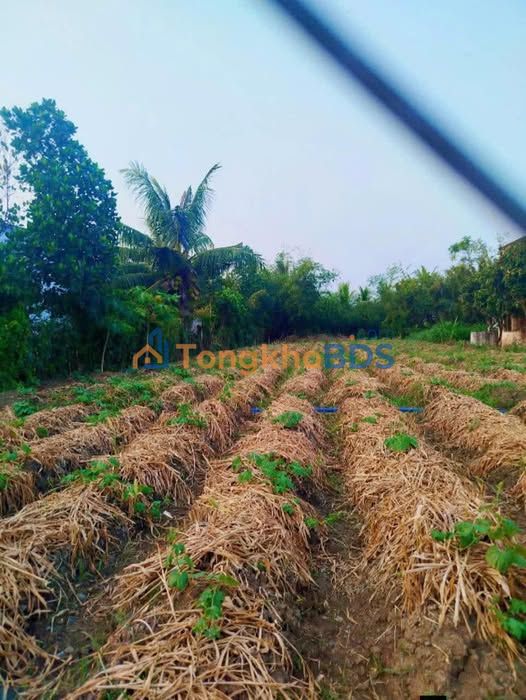 Đất nền 549m² mặt tiền Huyện lộ 11, Đồng Tháp - Giá 1.8 tỷ