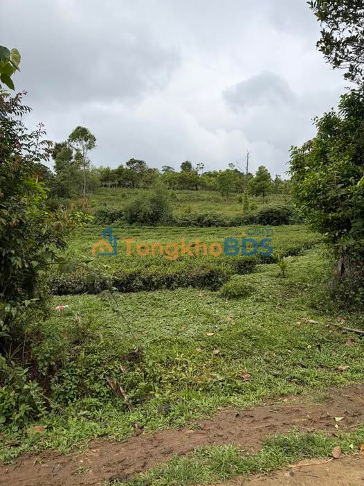 Đất nền Kon Plông xã Hiếu 2300m² - Đường to ô tô