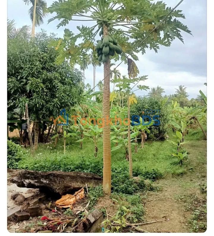 Đất Vườn Nghĩa Hà 656.5m² - Sổ Hồng Riêng, Ô Tô Thông - Giá Đầu Tư 9xx Triệu