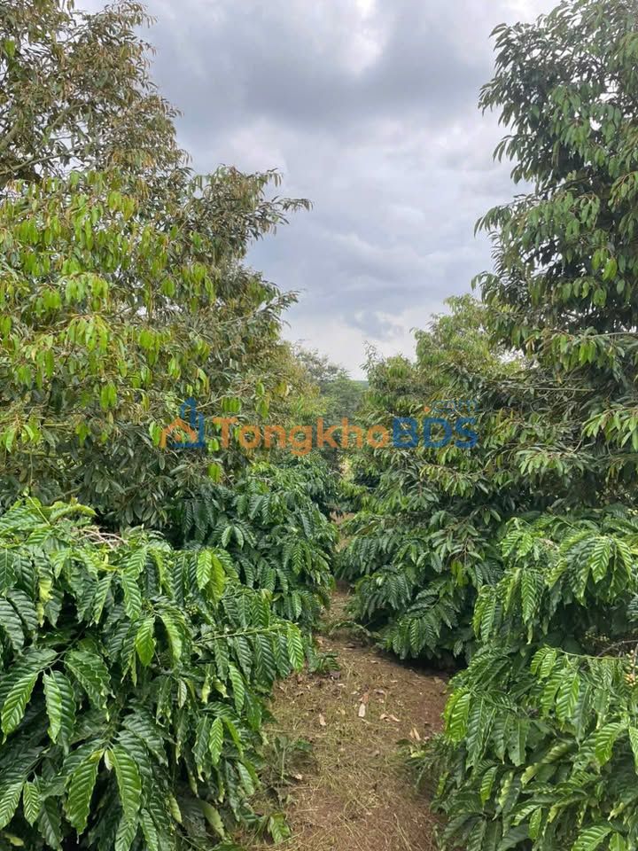 Bán Đất Vườn 1800m² Phường Cư Bao, Buôn Ma Thuột - Sổ Hồng Sẵn Sàng