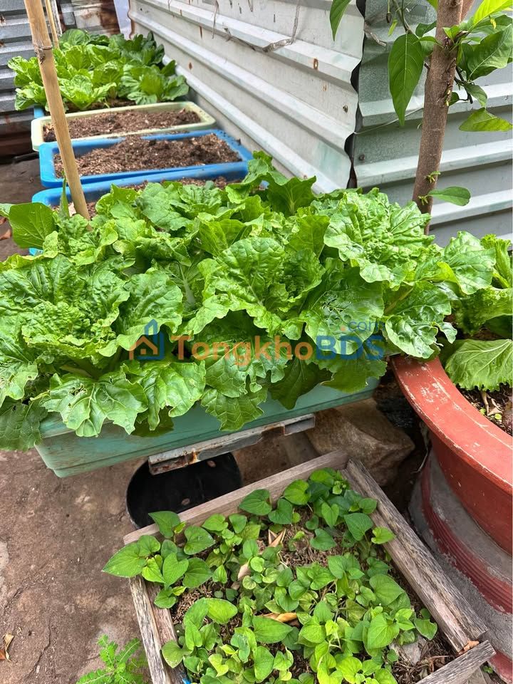 Nhà Cấp 4 Mặt Tiền Thắng Nhất, Vũng Tàu - 92m² Kinh Doanh/Ở Giá 7 Triệu