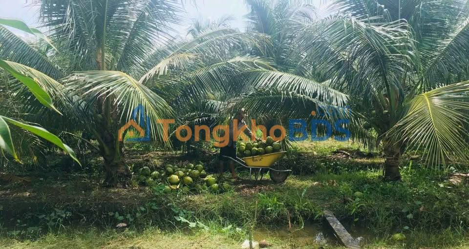 Đất Vườn Bến Tre 5865m² Sổ Hồng Riêng - Giá Đầu Tư 23.3 Tỷ