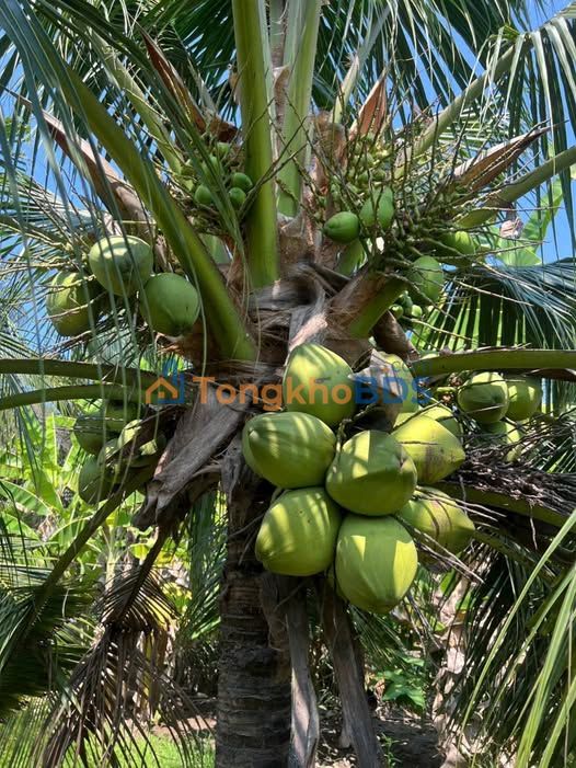 Bán Đất Vườn 5000m² Mặt Tiền Sông Ba Lai, Châu Thành, Bến Tre - 4.5 Tỷ