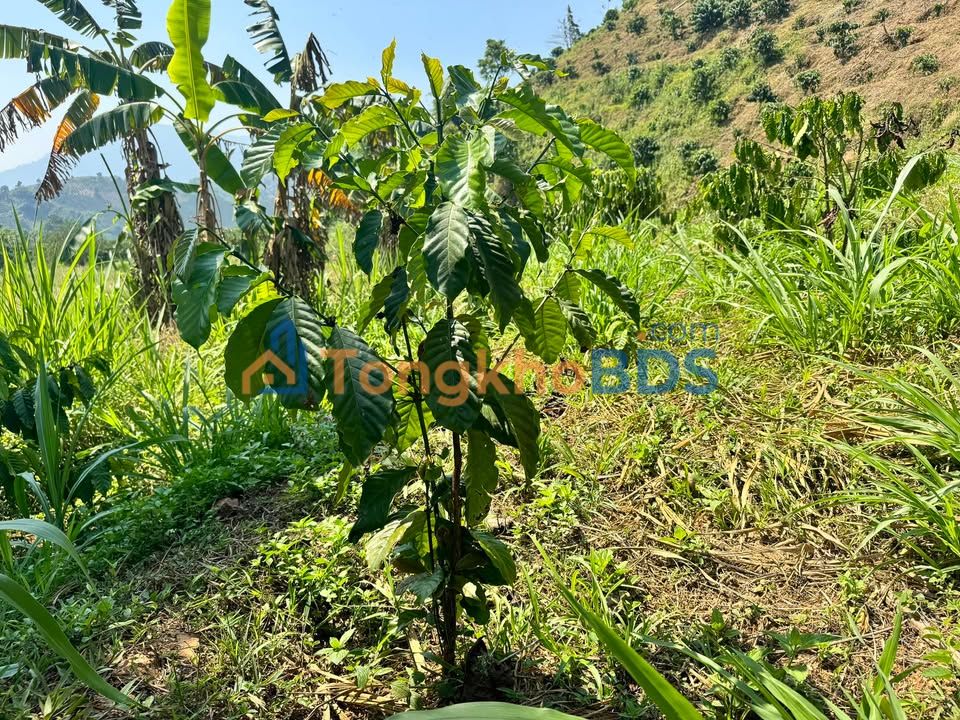 Bán đất rẫy cafe 4ha Lâm Hà, Lâm Đồng - Giá đầu tư 900 triệu