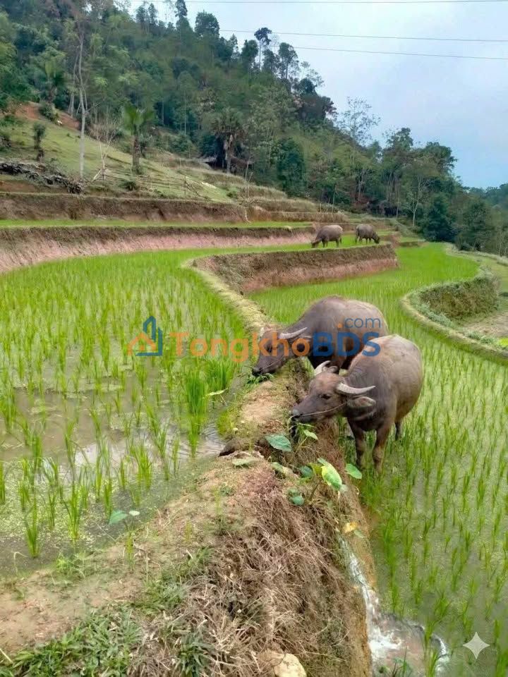 Bán Đất Mặt Tiền QL70b, Việt Trì, Phú Thọ - 700m² Giá 3 Tỷ