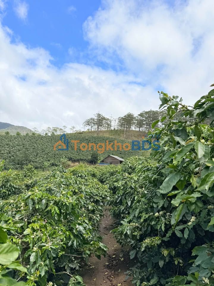 Bán Gấp 28800m² Đất Farm Cafe Đạ Nhim - Sẵn Sàng Đầu Tư