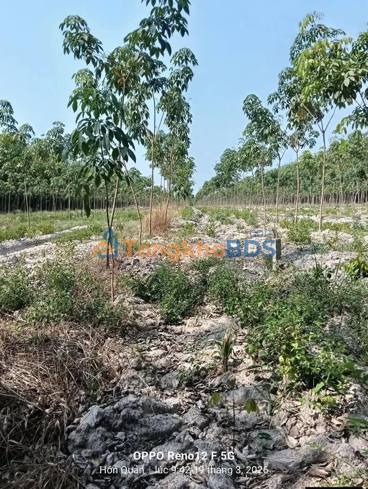 Bán gấp 10.000m² đất vườn Tân Hiệp, Bình Phước - Giá 1 tỷ