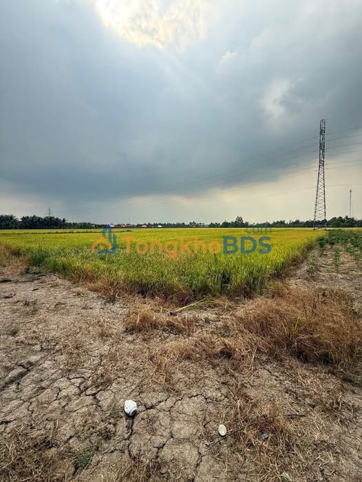 Đất Vườn 6000m² Kênh 10, Tân Hiệp - Giá 2.9 Tỷ, Sổ Đỏ, Xe Hơi Tới Đất