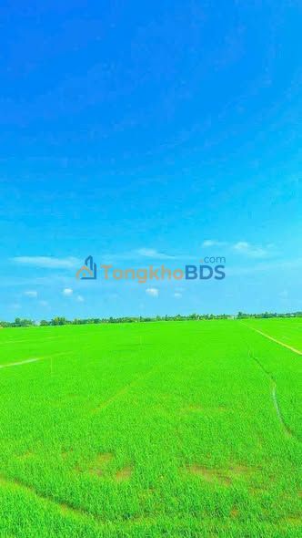 Bán Gấp 36.000m² Đất Ruộng Tân Hiệp, Kiên Giang - Sổ Hồng Sẵn Sàng