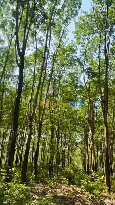 Bán Gấp Farm 5ha Bình Phước - Sổ Đỏ Rõ Ràng, Giá 5 Tỷ