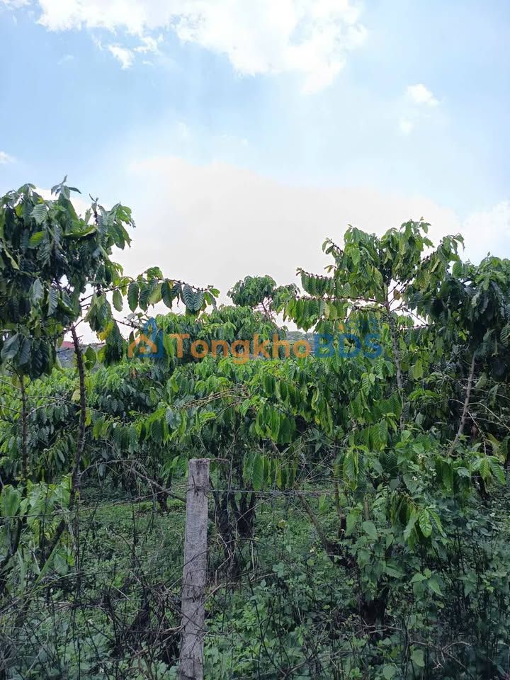 Đất nền Bảo Lộc 480m² - Hẻm 360 Phan Đình Phùng, P.2 - Giá 2.4 tỷ