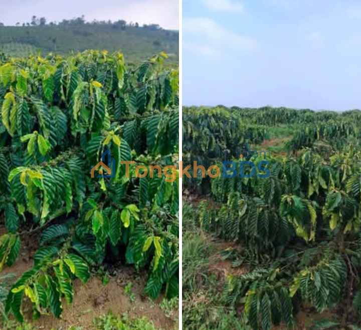 Bán Đất Vườn Lộc Ngãi - 8.500m² Vườn Cafe Thu Mạnh - Sẵn Sàng Đầu Tư