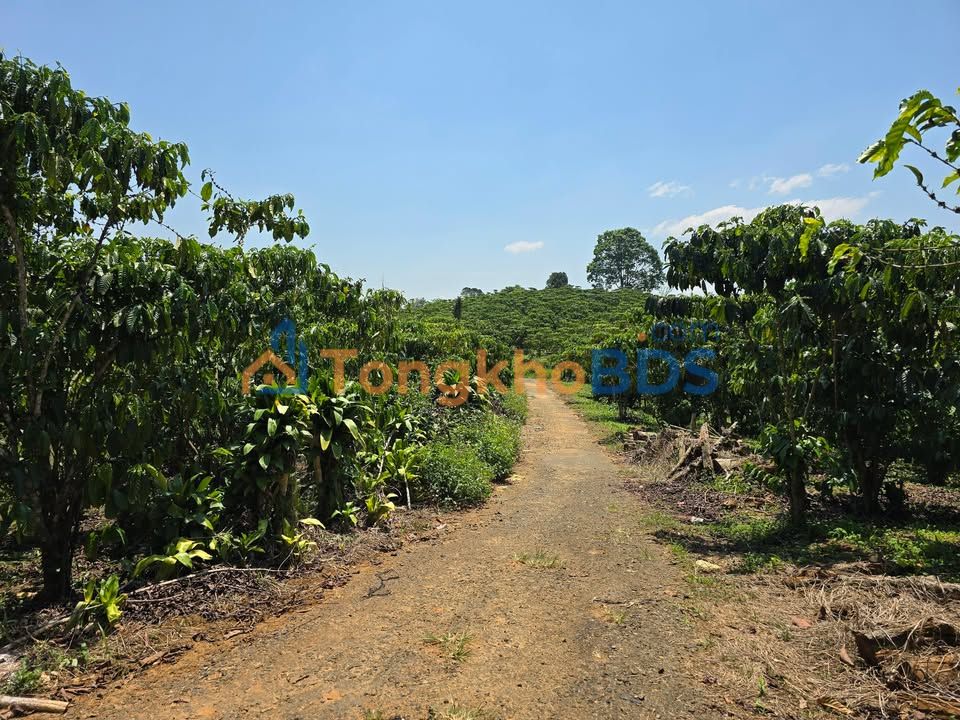 Bán Đất Nền 1.1ha Lộc Nga, Bảo Lộc - Giá Đầu Tư 7.59 Tỷ