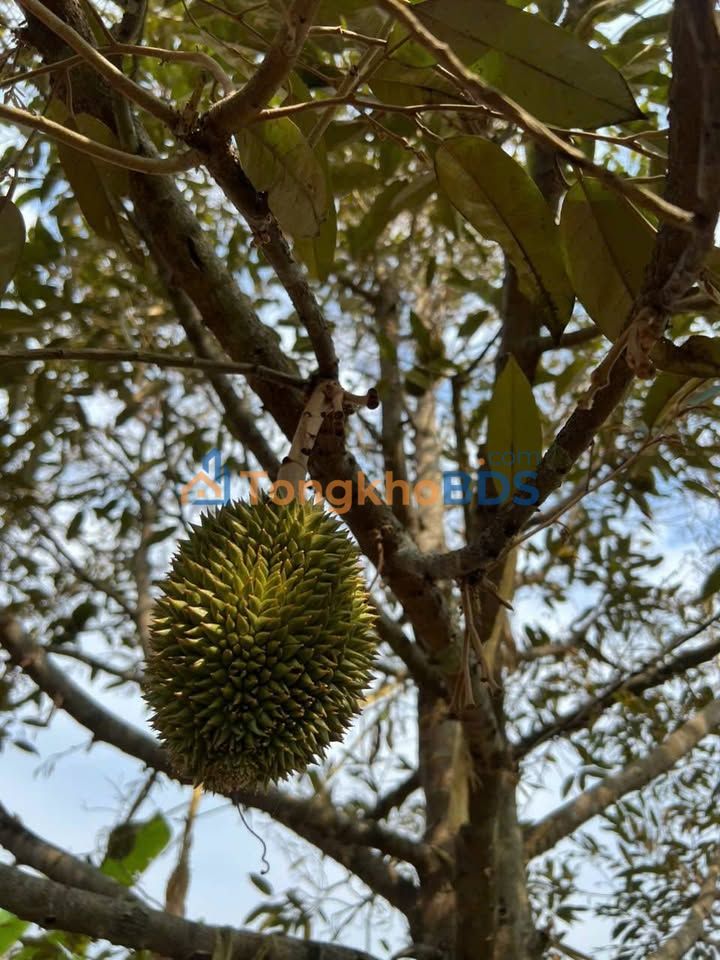 Bán Gấp 3000m² Vườn Sầu Riêng Sổ Hồng Cẩm Mỹ - Giá Tốt Đầu Tư