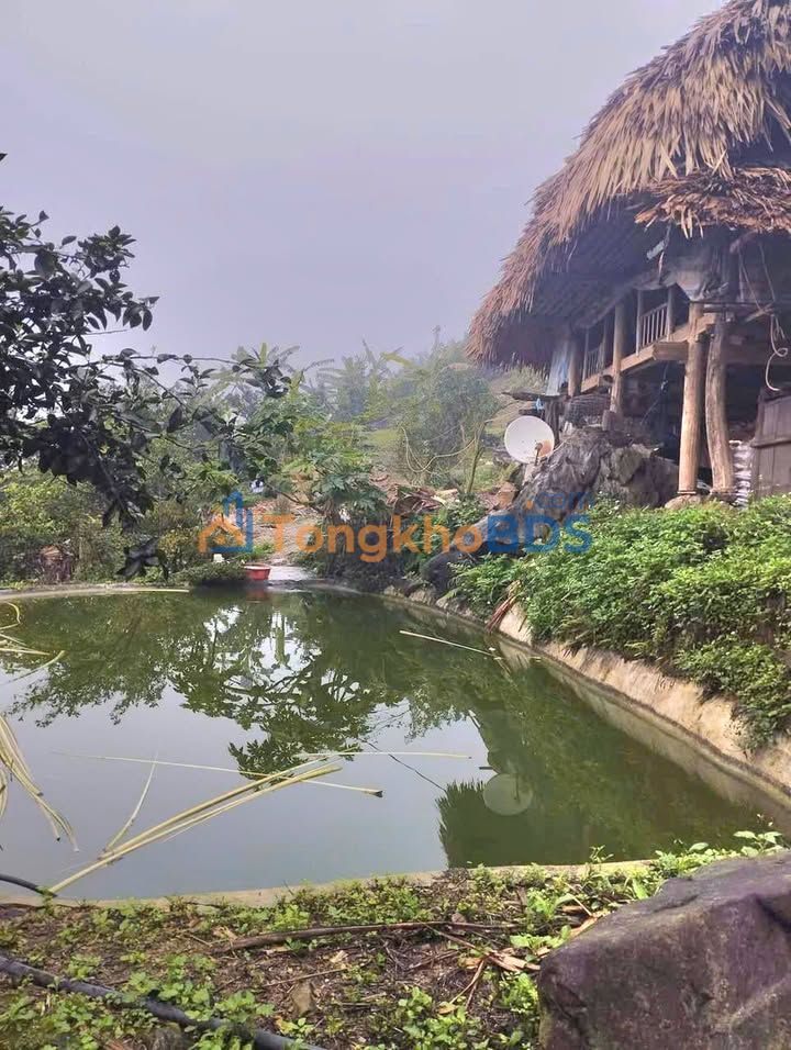 Bán Gấp Farm 60.000m² Tuyên Quang - Có Nhà Sàn, Ao Cá, Vườn Trái Cây