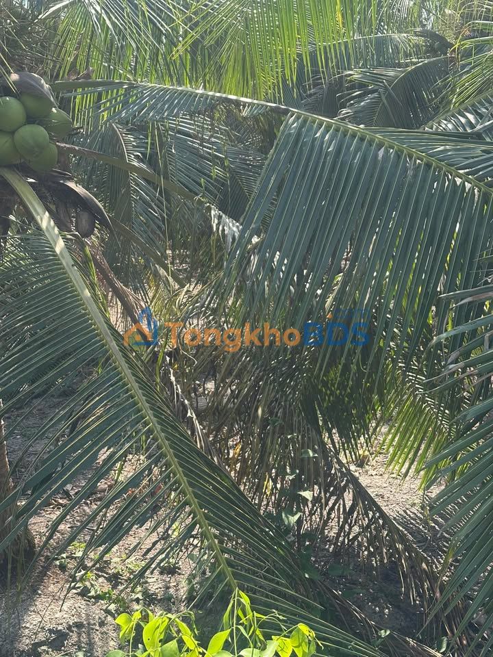 Bán Gấp Đất Vườn 2734m² Vị Trí Đắc Địa Tại Bình Đại, Bến Tre - Giá 2.1 Tỷ