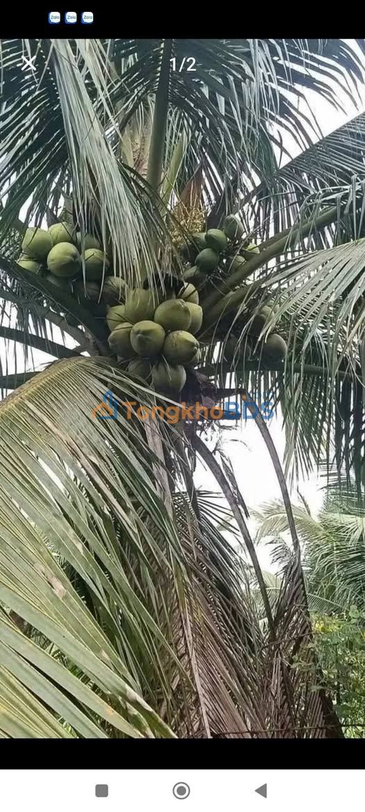 Đất Vườn Bến Tre 4000m² Mặt Tiền Lộ Đan - Đầu Tư Sinh Lời