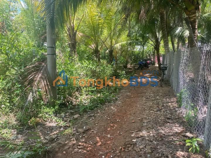 Đất nền Mỏ Cày Nam 312m² - Sổ đỏ sẵn tên, giá 350 triệu