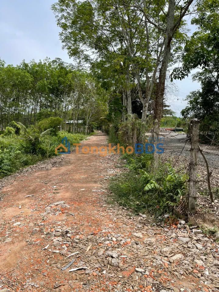 Bán Gấp Đất Vườn 7658m² Phú An, Bến Cát - Sổ Đỏ Thổ Cư, Giá 23 Tỷ