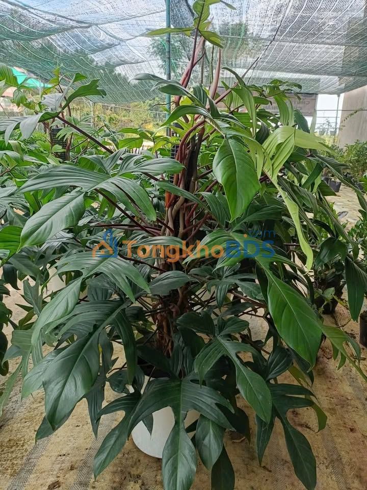 Bán Đất Sun Valley Đà Lạt 30.000m² - 48 Tỷ, Sổ Đỏ 3 Mặt Tiền Ô Tô