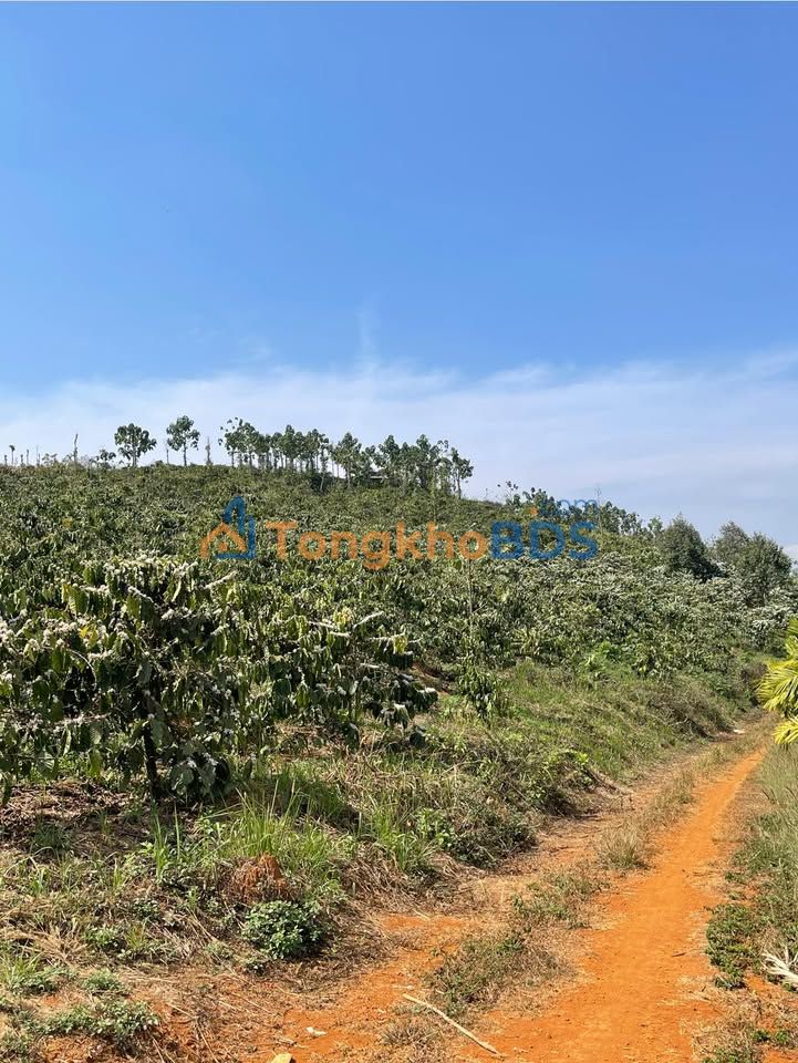 Bán Gấp 1.7ha Đất Vườn Tuy Đức - Nguồn Thu Ổn Định, Ô Tô Tới Tận Nơi