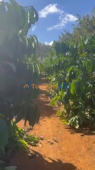 Farm Sầu Riêng 5.2ha Đắk Nông - 1000 Cây Thu Hoạch Đều, Giá 14.56 Tỷ