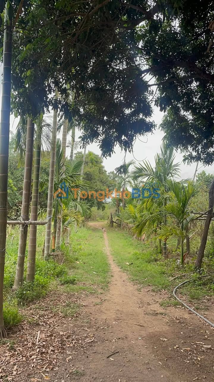 Bán Gấp Đất Vàng Ea Súp 1.4ha - Sổ Hồng Riêng, Giá Siêu Tốt 850 Triệu