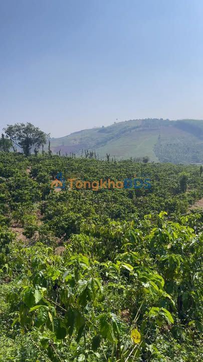 Bán Gấp Farm 5ha Đắk Nông - Sổ Đỏ, Suối Lớn, Ô Tô Tận Nơi