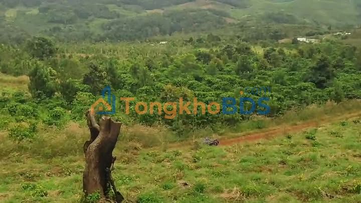 Farm 10.8ha Đắk Nông - Dòng Tiền Ổn Định Từ Tiêu & Cà Phê