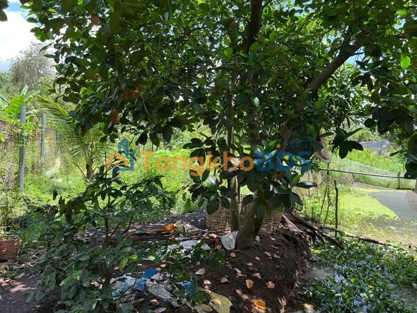 Đất Vườn Củ Chi 1345m² Giá 5 Tỷ - Sổ Hồng Riêng