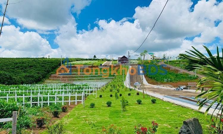 Bán Gấp Đất Trang Trại 10.000m² Quảng Nam - Đường Ô Tô 5m