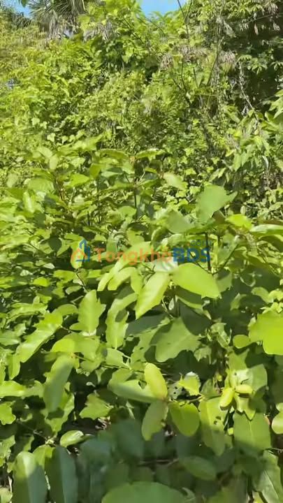 Đất Nền 168m² Xã Phú Quới, Vĩnh Long - Sổ Đỏ, Ô Tô Tới Đất