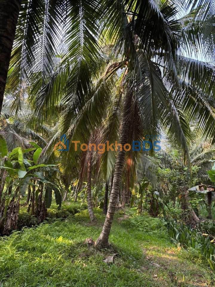 Bán Gấp Đất Vườn Dừa 3900m² Bến Tre - Sổ Đỏ Rõ Ràng, Nở Hậu