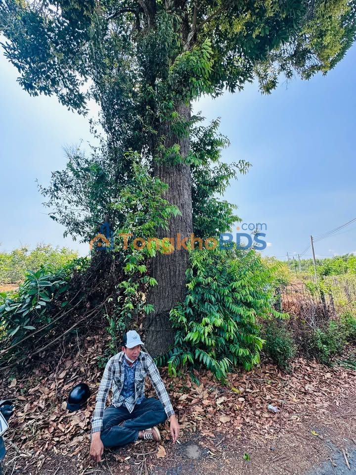 Bán Gấp Nhà Xã Bông Trang, Xuyên Mộc - 170m², 3PN, Giá 1.39 Tỷ