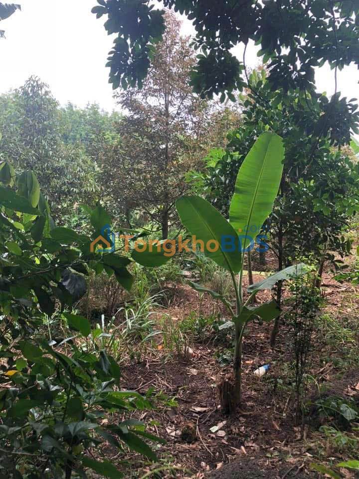 Bán gấp Vườn Cây Ăn Trái 1000m² Đường ĐT 744, Tân Uyên - Sổ Đỏ Sẵn Sàng