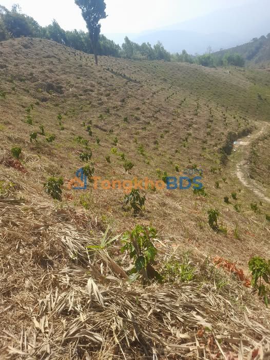 Bán Gấp Vườn Cà Phê 1 Hecta Đường Lớn Cát Tiên - 6 Tỷ