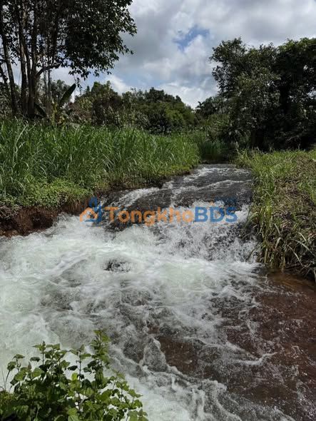Bán Gấp Farm Đắk Nông 2ha - View Suối Thác, Đường Nhựa 6.99 Tỷ