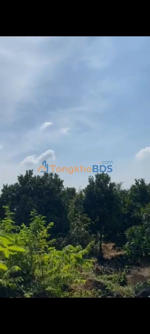 Bán Gấp Trang Trại Sầu Riêng, Mít Ruột Đỏ 11000m² - Tà Lài, Đồng Nai