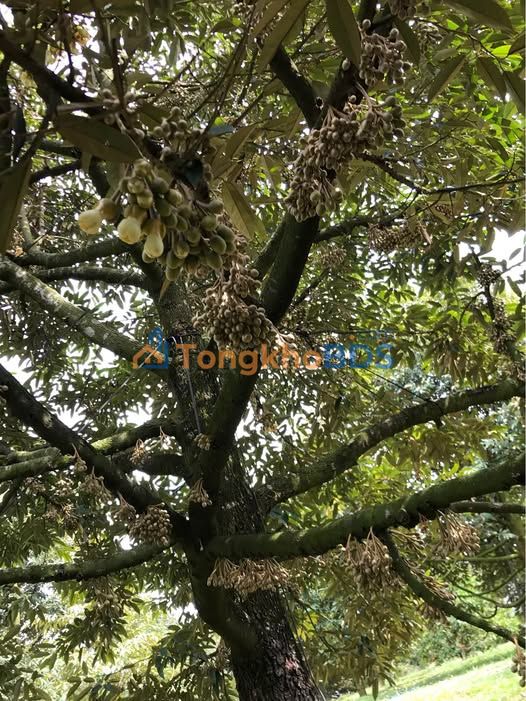 Bán Gấp Vườn Sầu Riêng Thái 5288m² Long Khánh - Trĩu Quả, Sẵn Sàng Thu