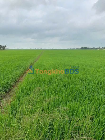 Bán 50.000m² Đất Lúa Mặt Tiền Đường Nhựa An Giang - Sẵn Sàng Đầu Tư