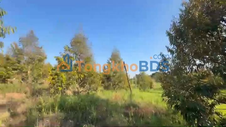 Bán Gấp Farm Sầu Riêng 6300m² Gia Lai - Sẵn Sàng Thu Hoạch