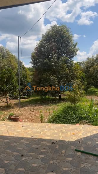 Bán Gấp Trang Trại 15.000m² Tại Hớn Quản, Bình Phước - Có Nhà Vườn & Mít