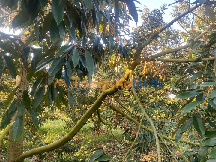 Đất vườn Sr An Bình 6.400m² 3 tỷ - Sổ hồng chính chủ